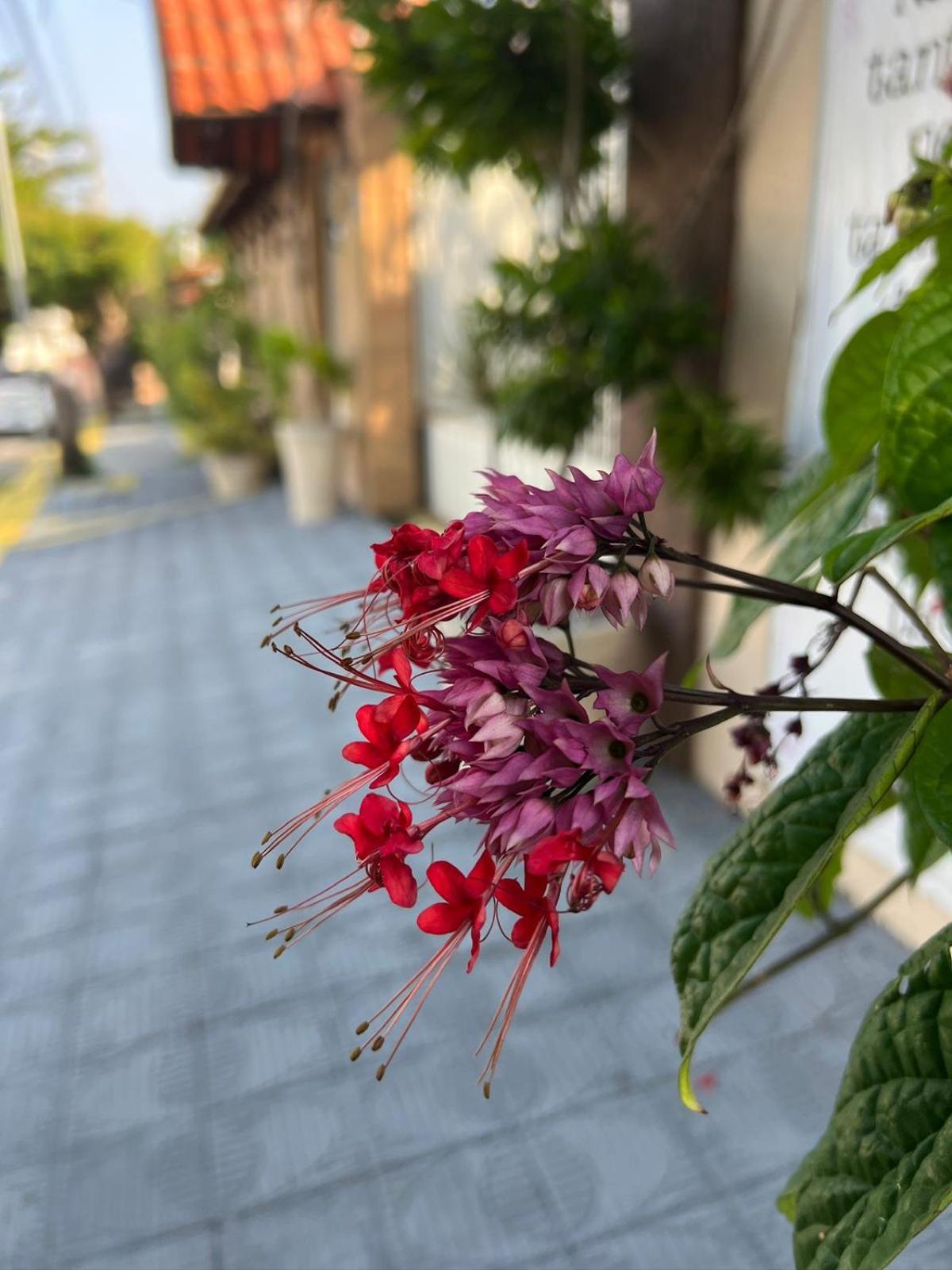 Flor Dalia Inn Pium (Rio Grande do Norte)